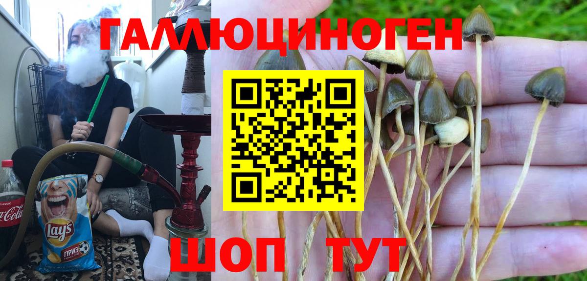 закладки  Псилоцибиновые грибы Psilocybe  Вход с VPN  Прохладный 